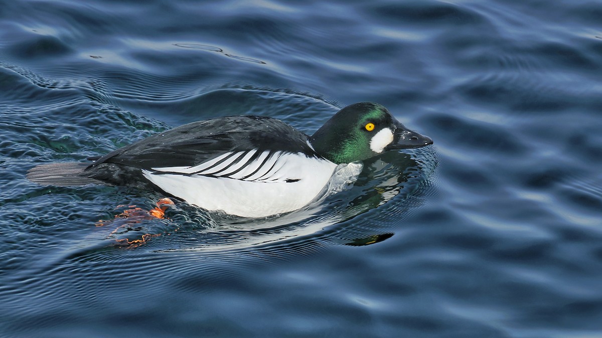 Porrón Osculado - ML637190892