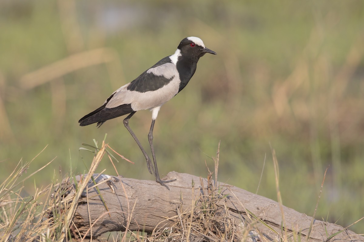 Blacksmith Lapwing - ML637190898