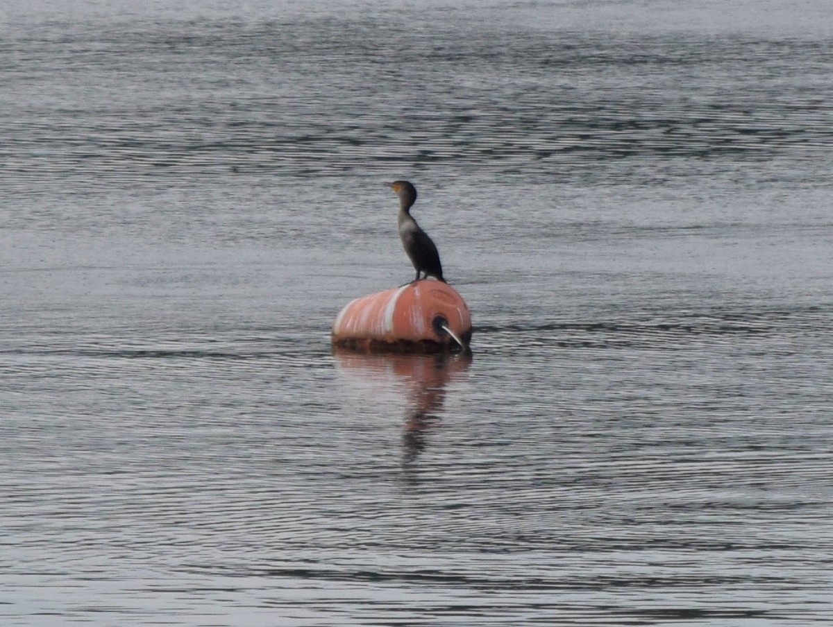 Double-crested Cormorant - ML637190900