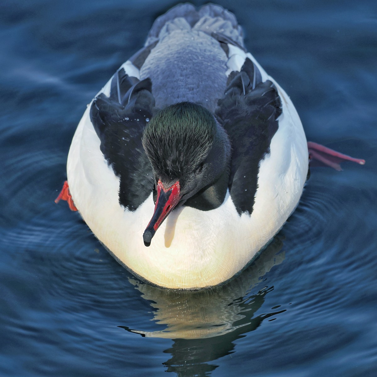 Common Merganser (Eurasian) - ML637190901