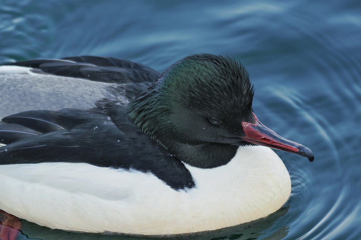 Common Merganser (Eurasian) - ML637190902