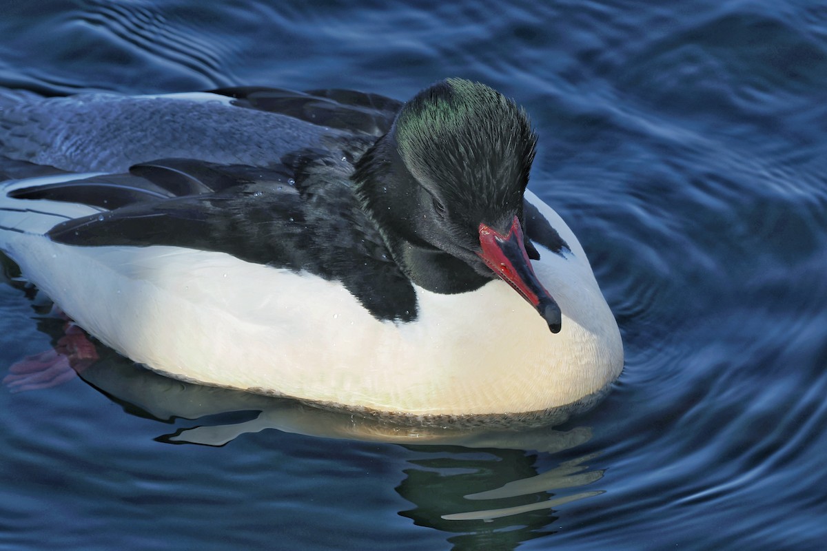 Common Merganser (Eurasian) - ML637190903