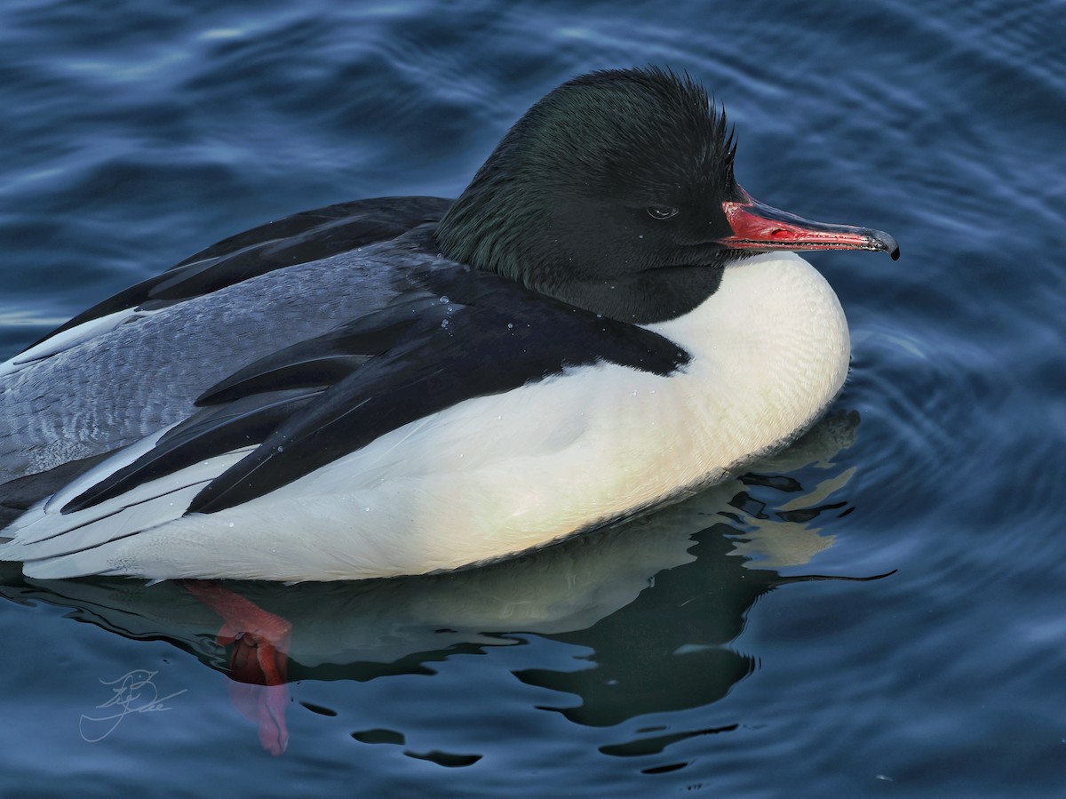 Common Merganser (Eurasian) - ML637190904