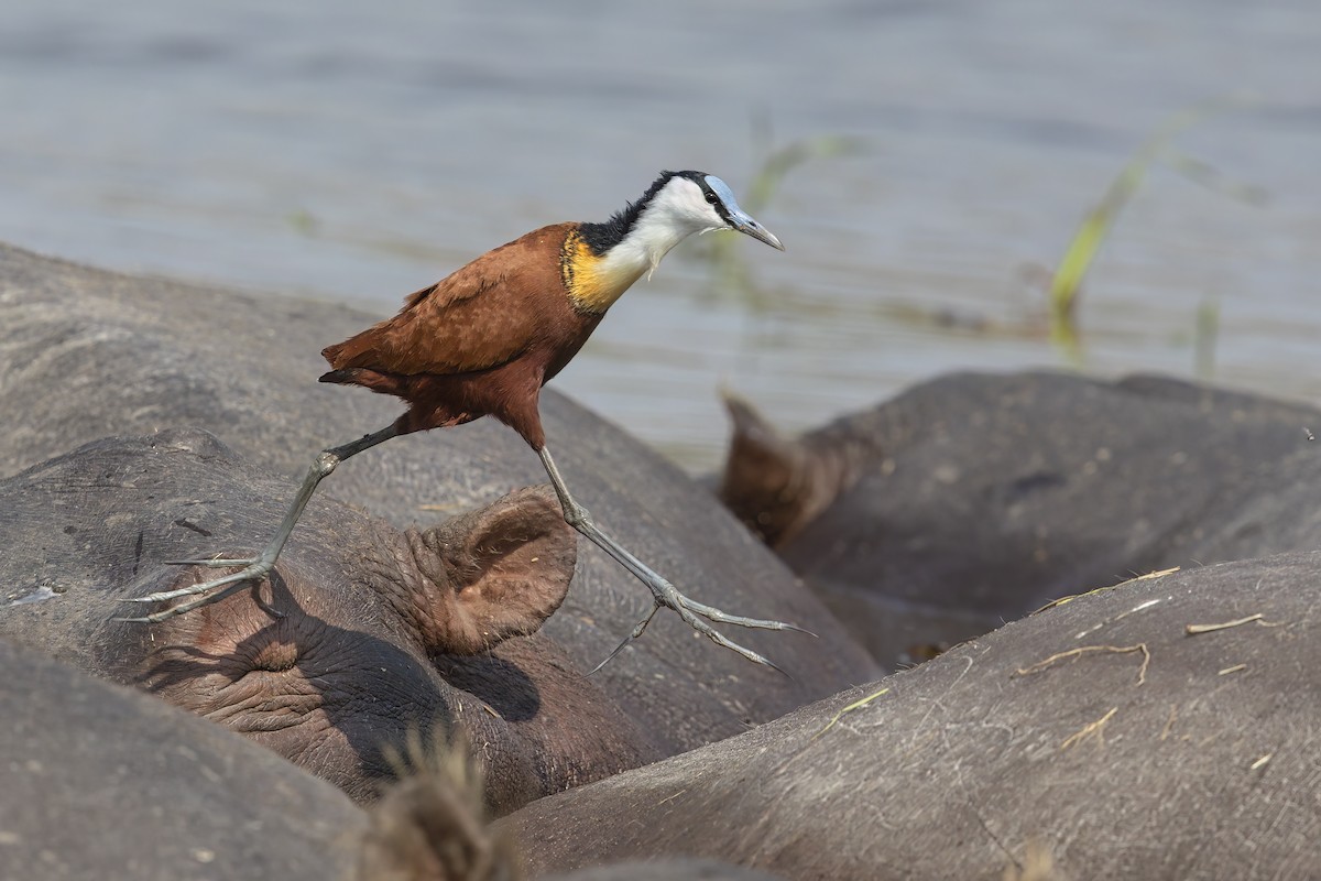 African Jacana - ML637190905