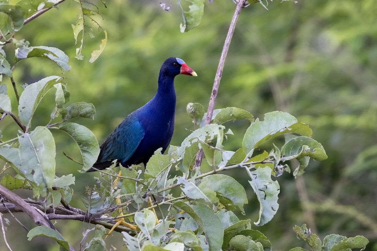 Purple Gallinule - ML637190906