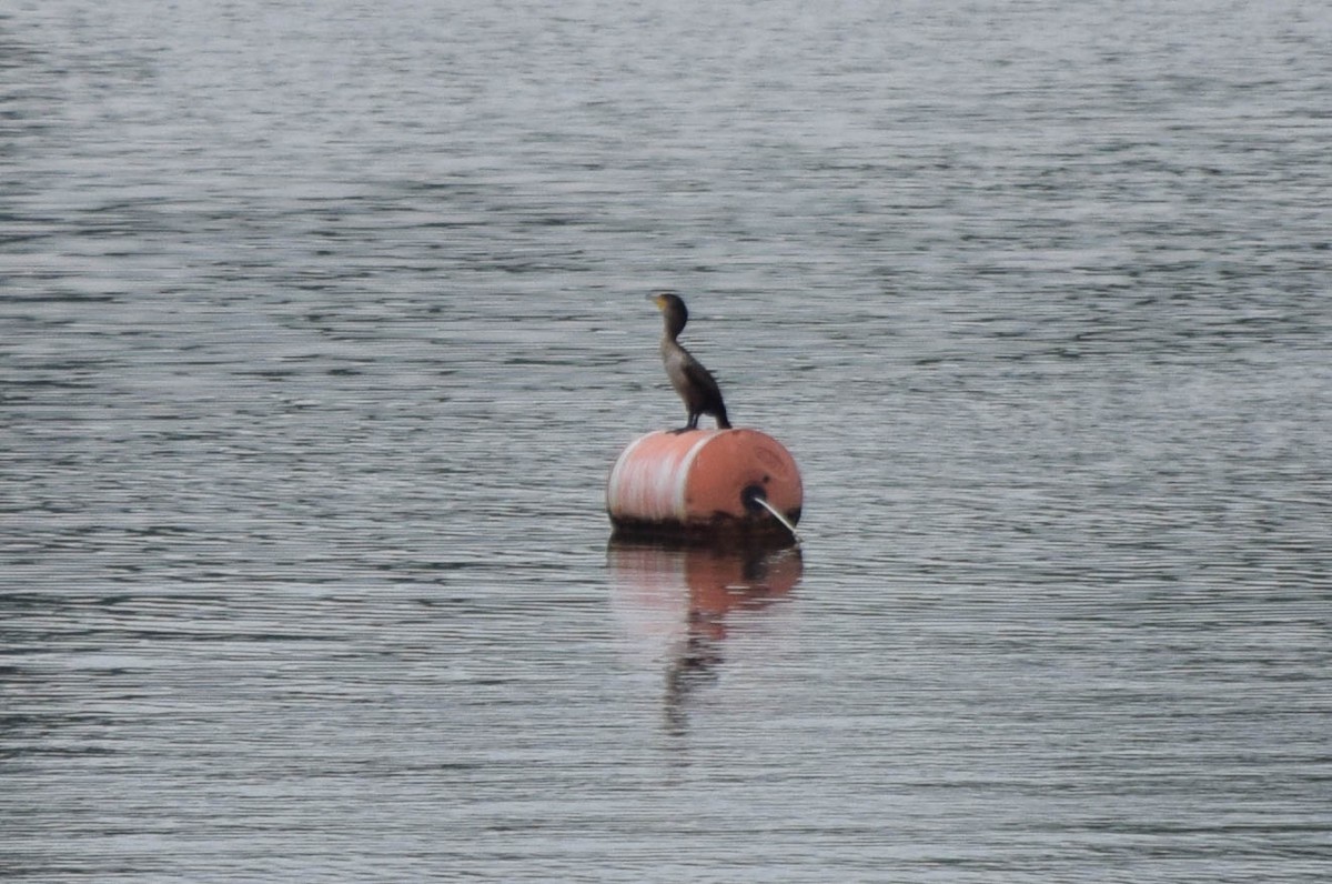 Double-crested Cormorant - ML637190907
