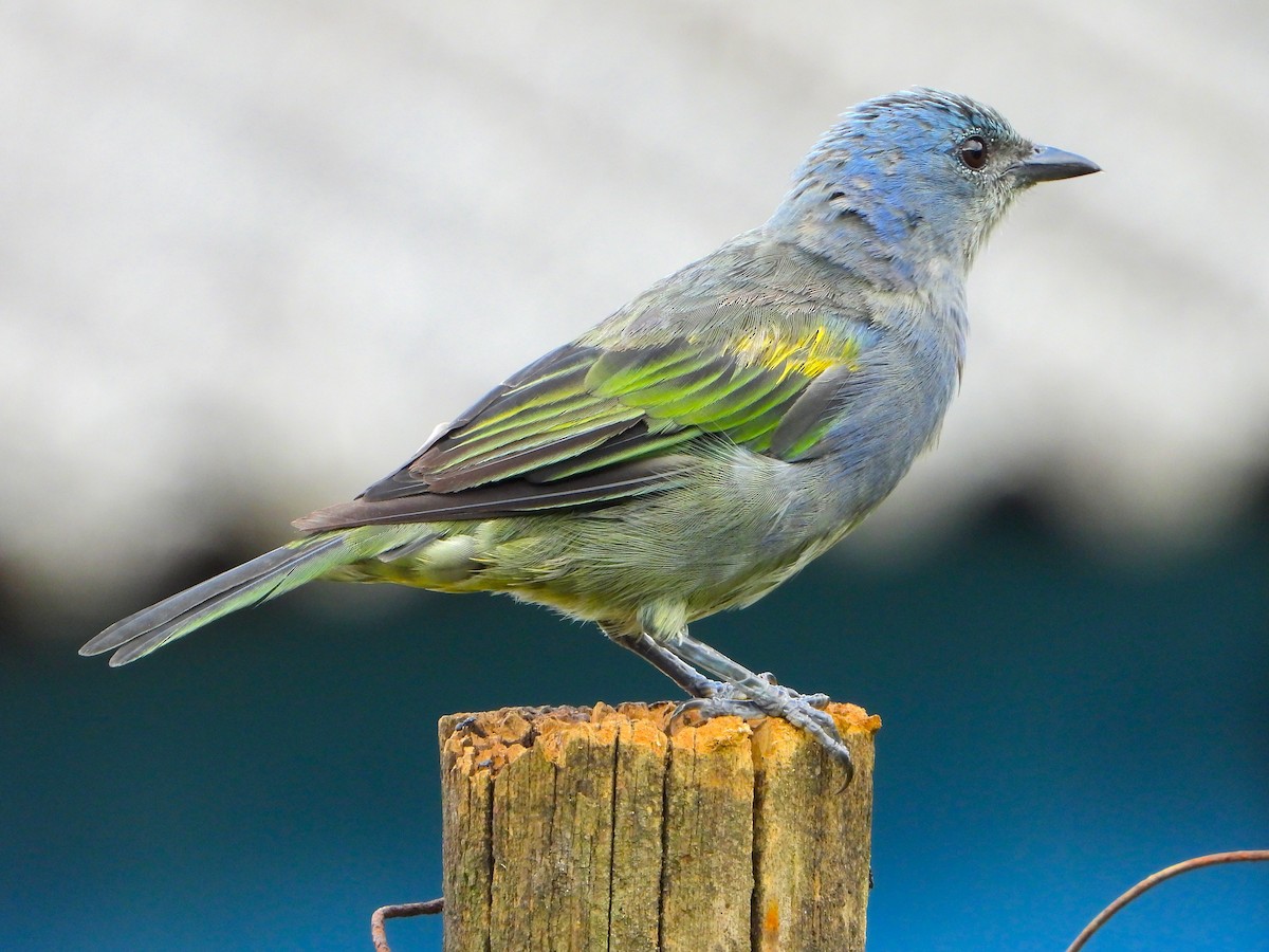 Golden-chevroned Tanager - ML637190908