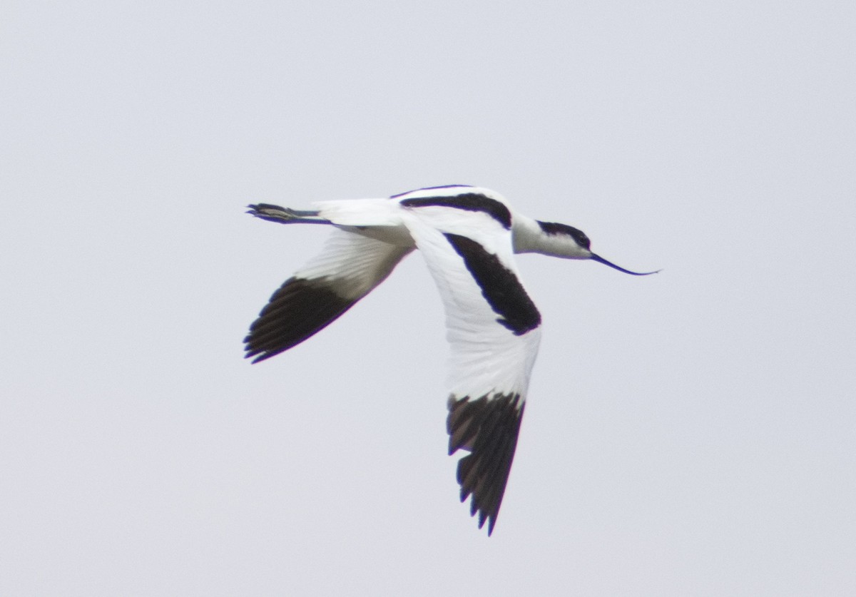 Pied Avocet - ML637190909