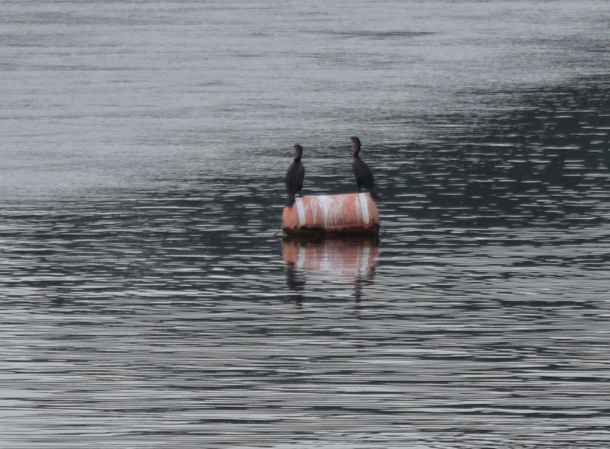 Double-crested Cormorant - ML637190910