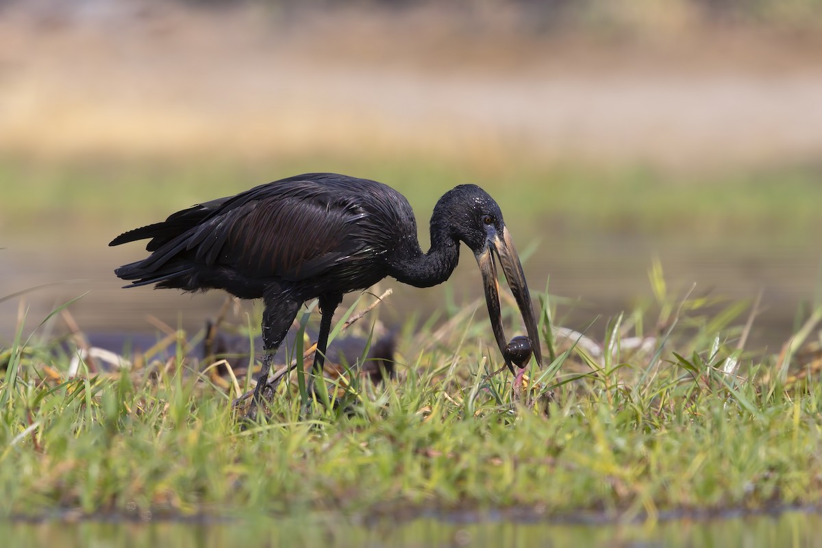 African Openbill - ML637190911