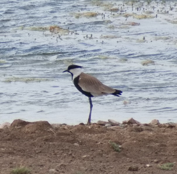 Spur-winged Lapwing - ML637190912