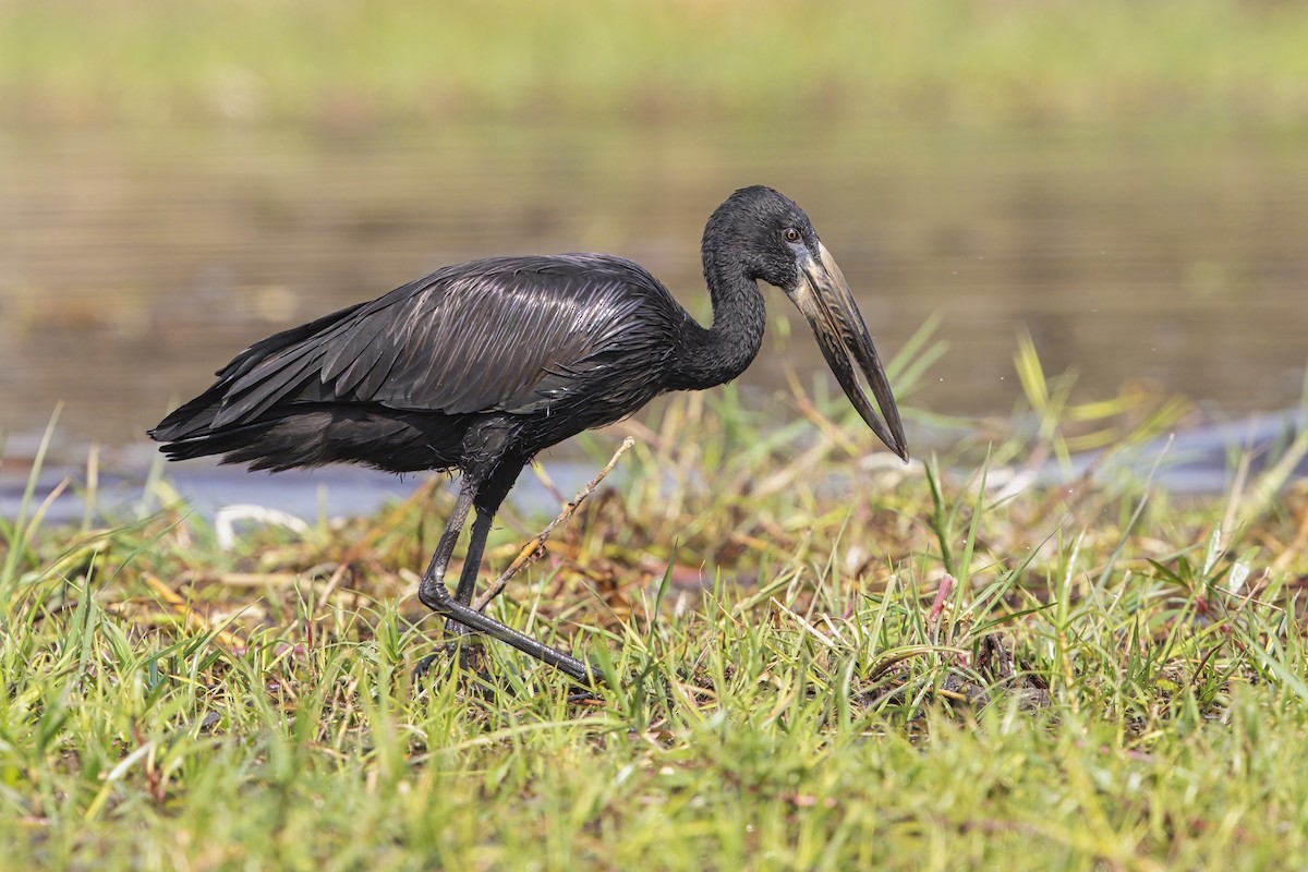 African Openbill - ML637190913