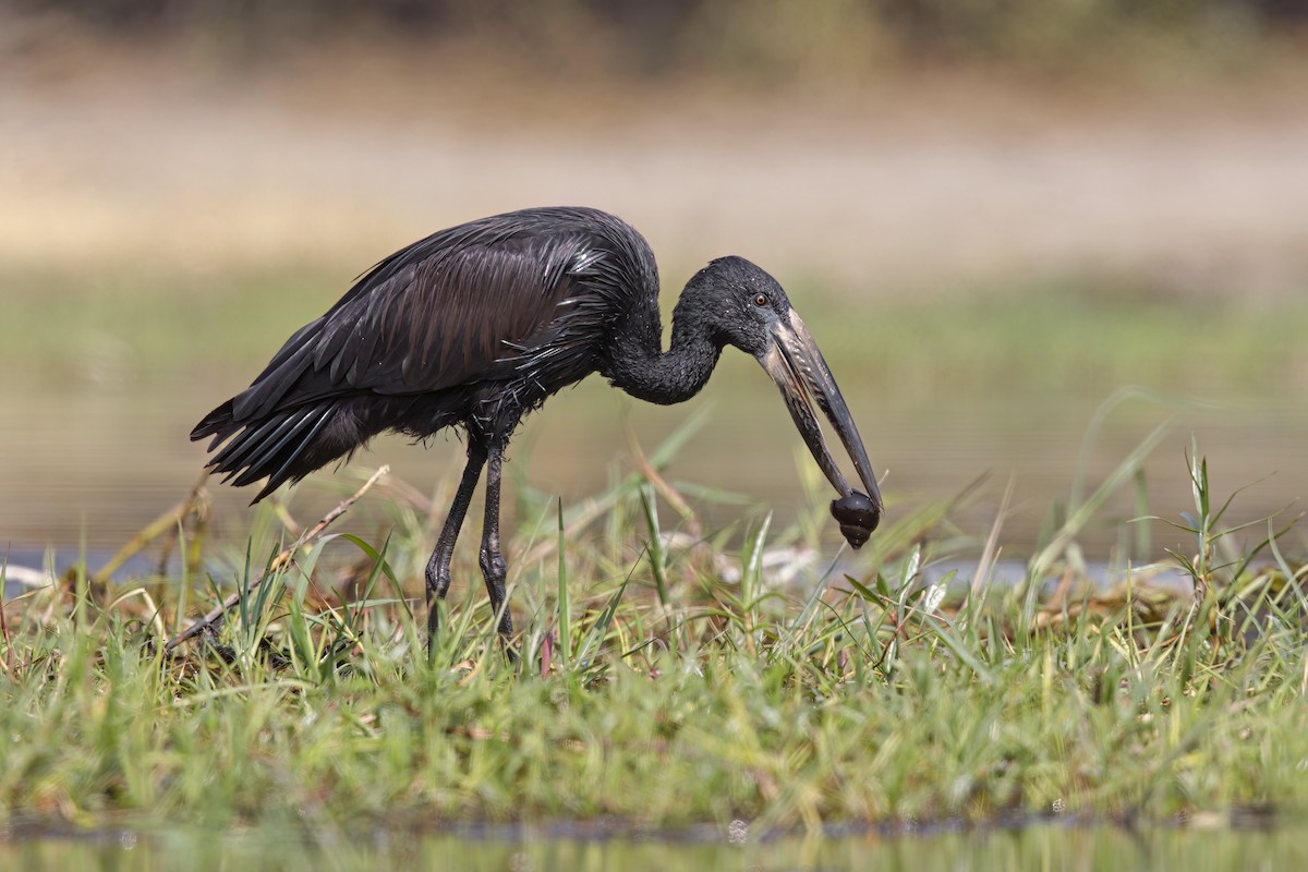 African Openbill - ML637190914