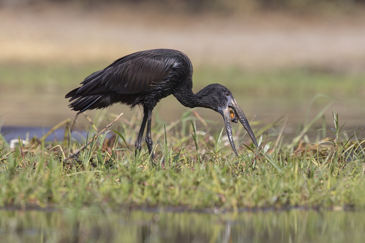 African Openbill - ML637190915