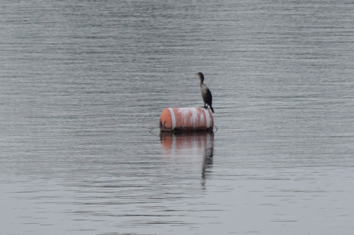 Double-crested Cormorant - ML637190916