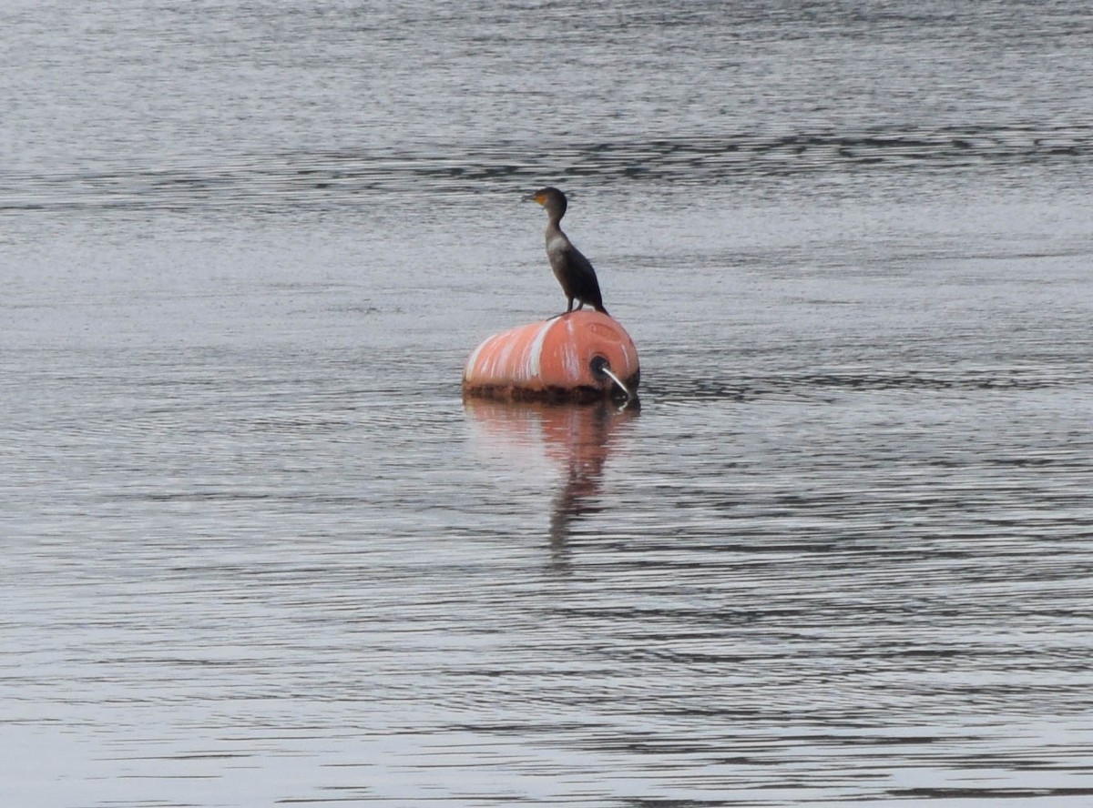 Double-crested Cormorant - ML637190917