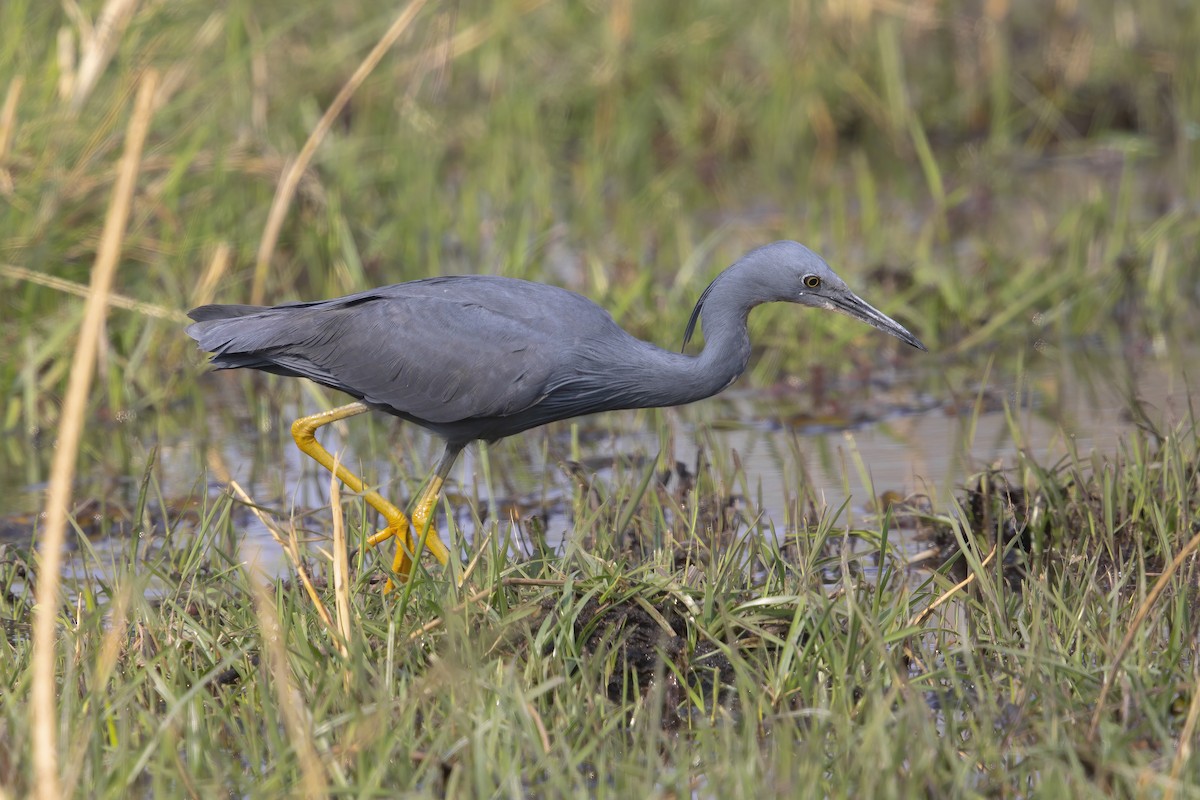 Slaty Egret - ML637190918
