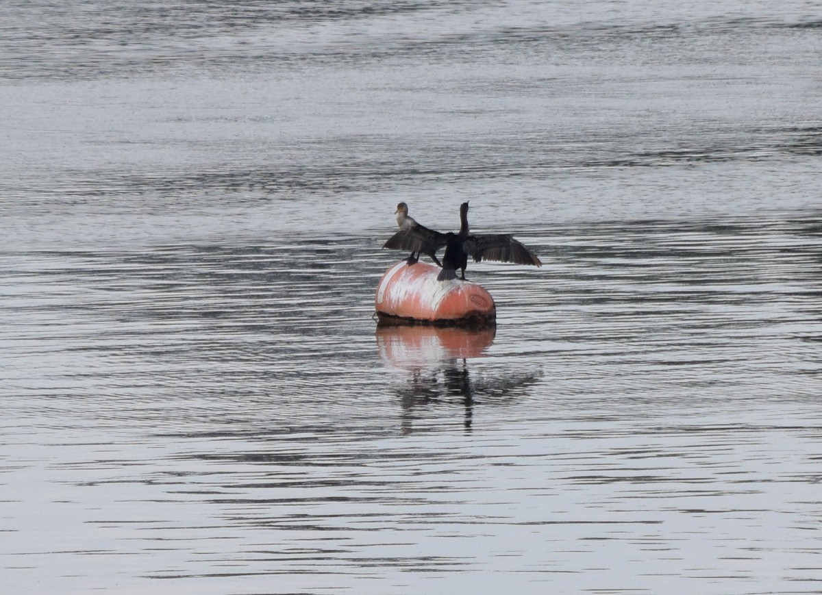Double-crested Cormorant - ML637190919