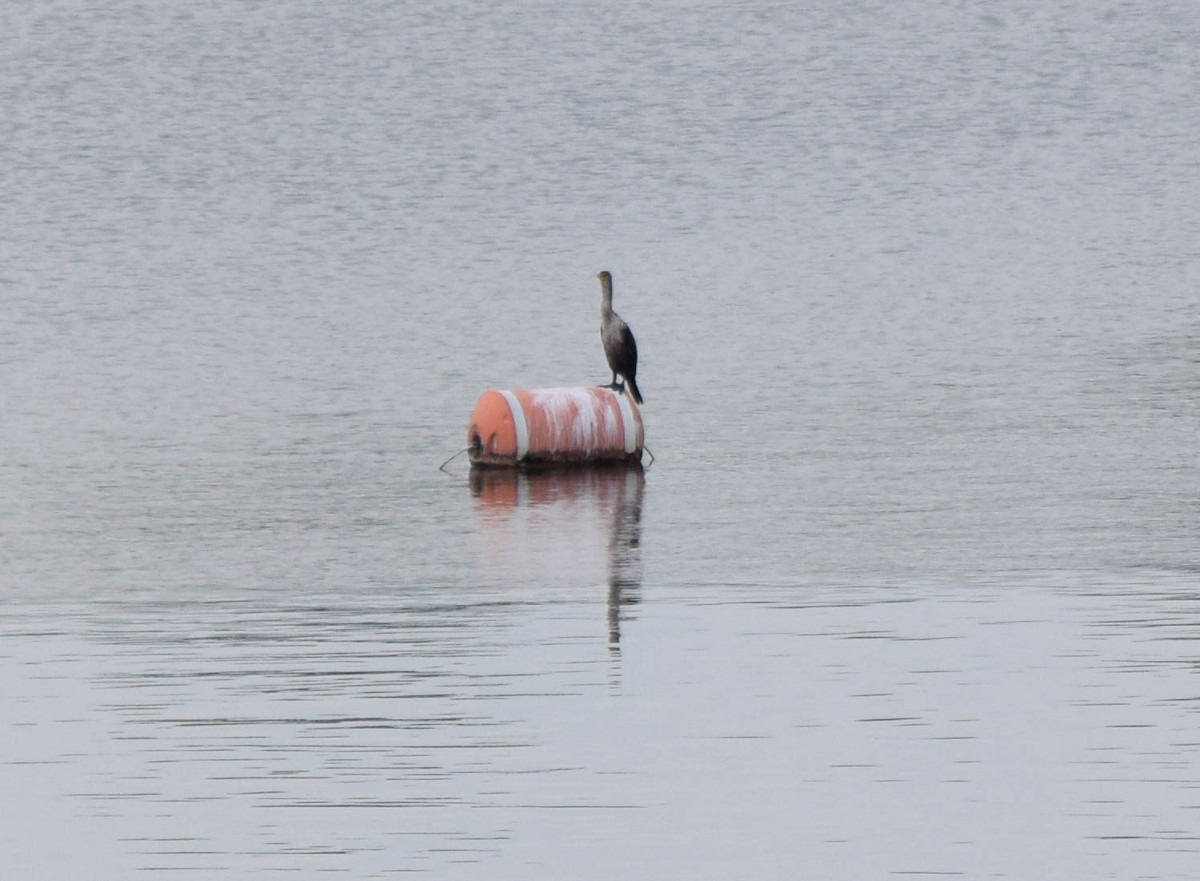 Double-crested Cormorant - ML637190922