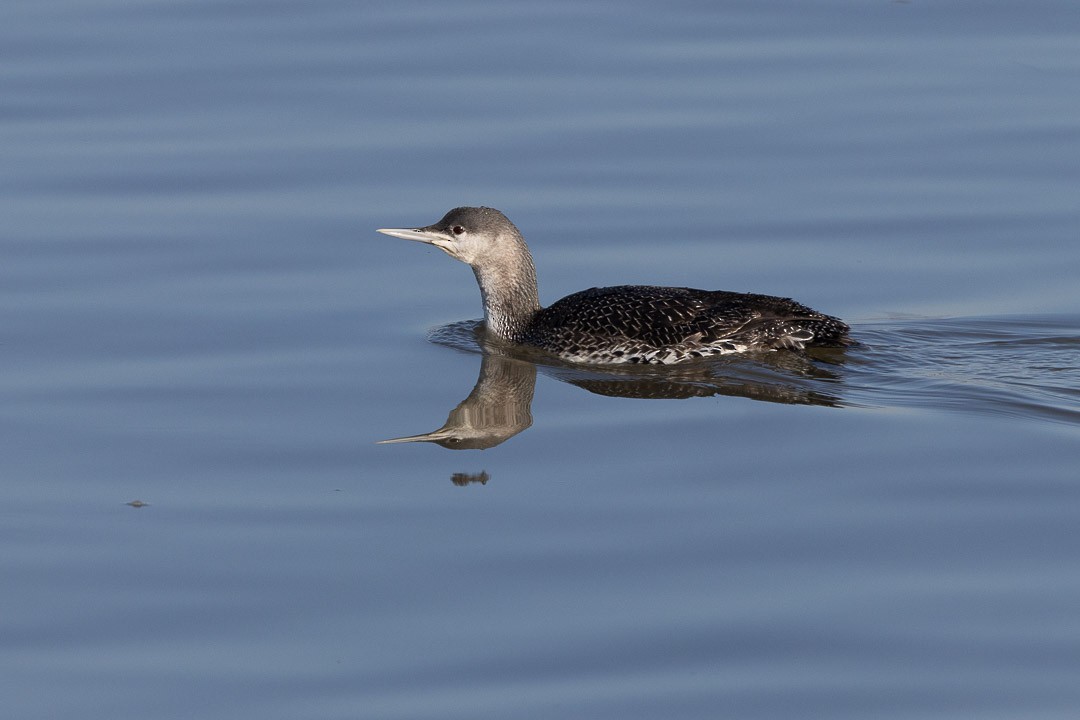 Red-throated Loon - ML637190928