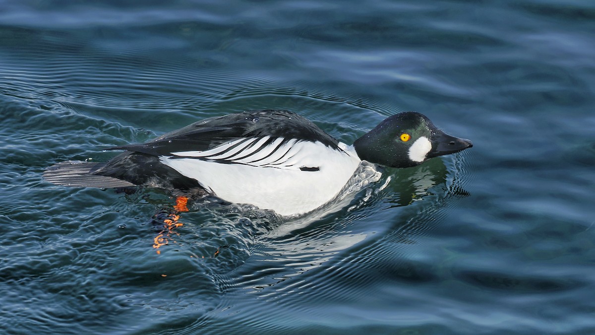 Porrón Osculado - ML637190948