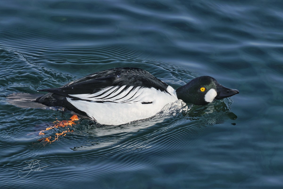 Porrón Osculado - ML637190950