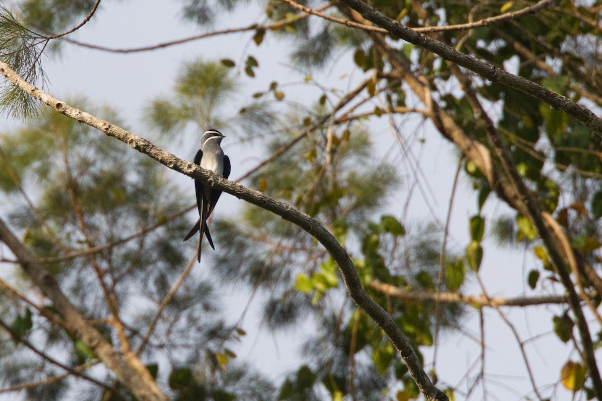 Moustached Treeswift - ML637190969