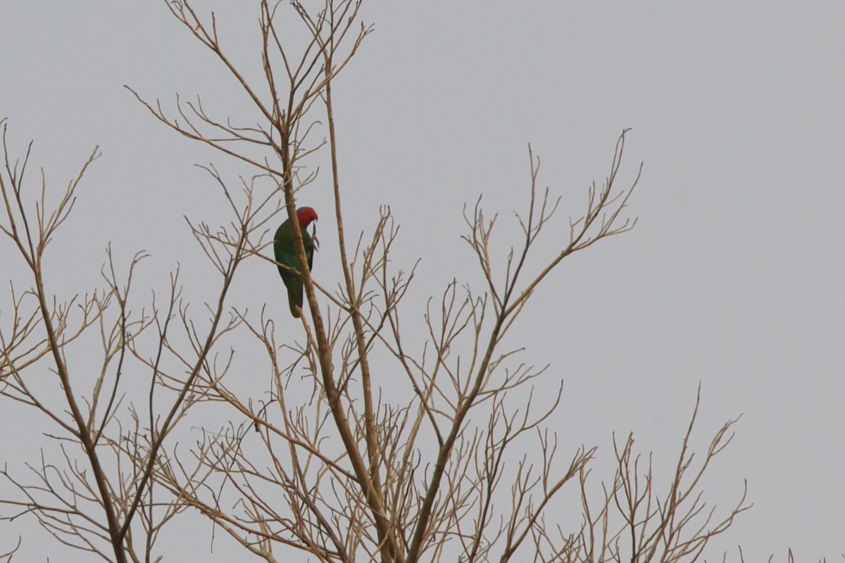 Red-cheeked Parrot - ML637190987