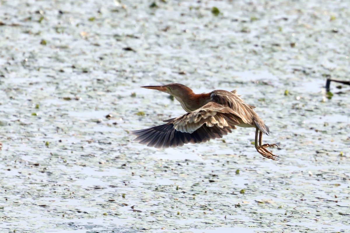 Yellow Bittern - ML637191012