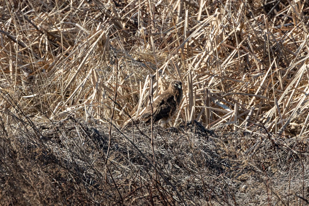 Red-shouldered Hawk - ML637191029