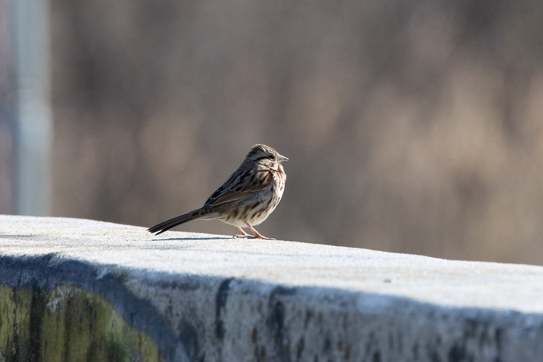 Song Sparrow - ML637191053