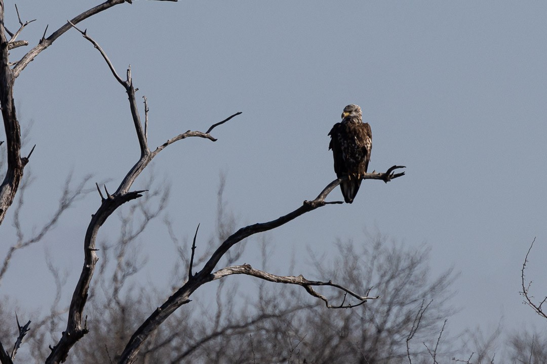 Bald Eagle - ML637191058