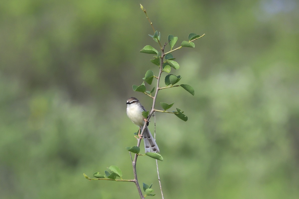 Pale Prinia - ML637191083