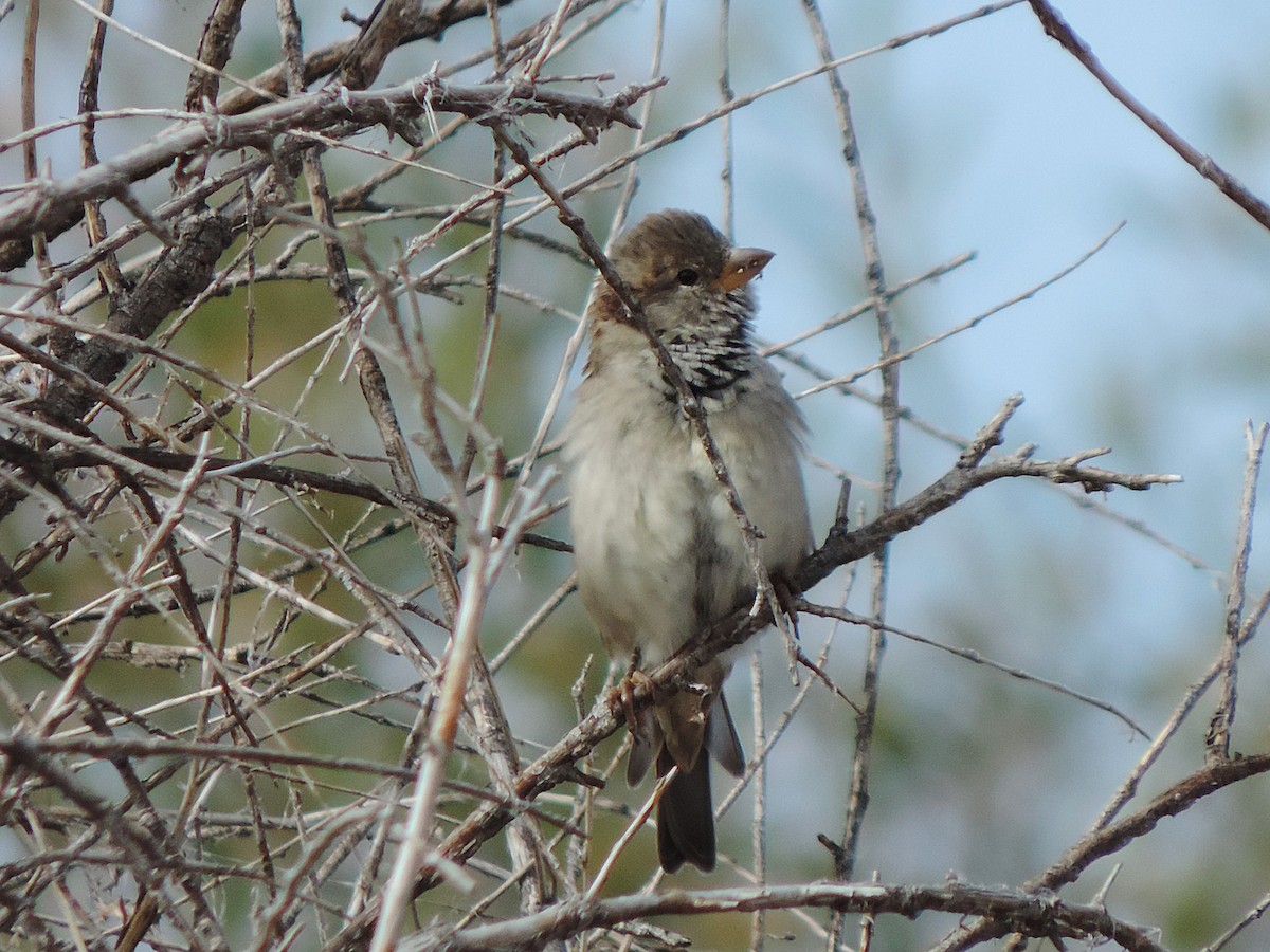 House Sparrow - ML637191236