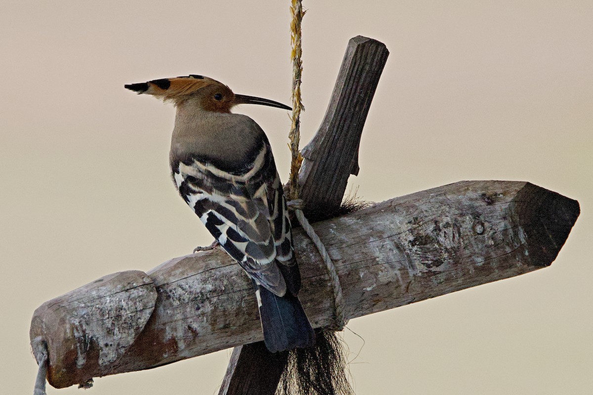 Common Hoopoe - ML637191289