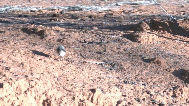 Chestnut-rumped Thornbill - ML637191300