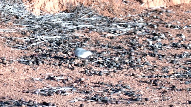 Chestnut-rumped Thornbill - ML637191371