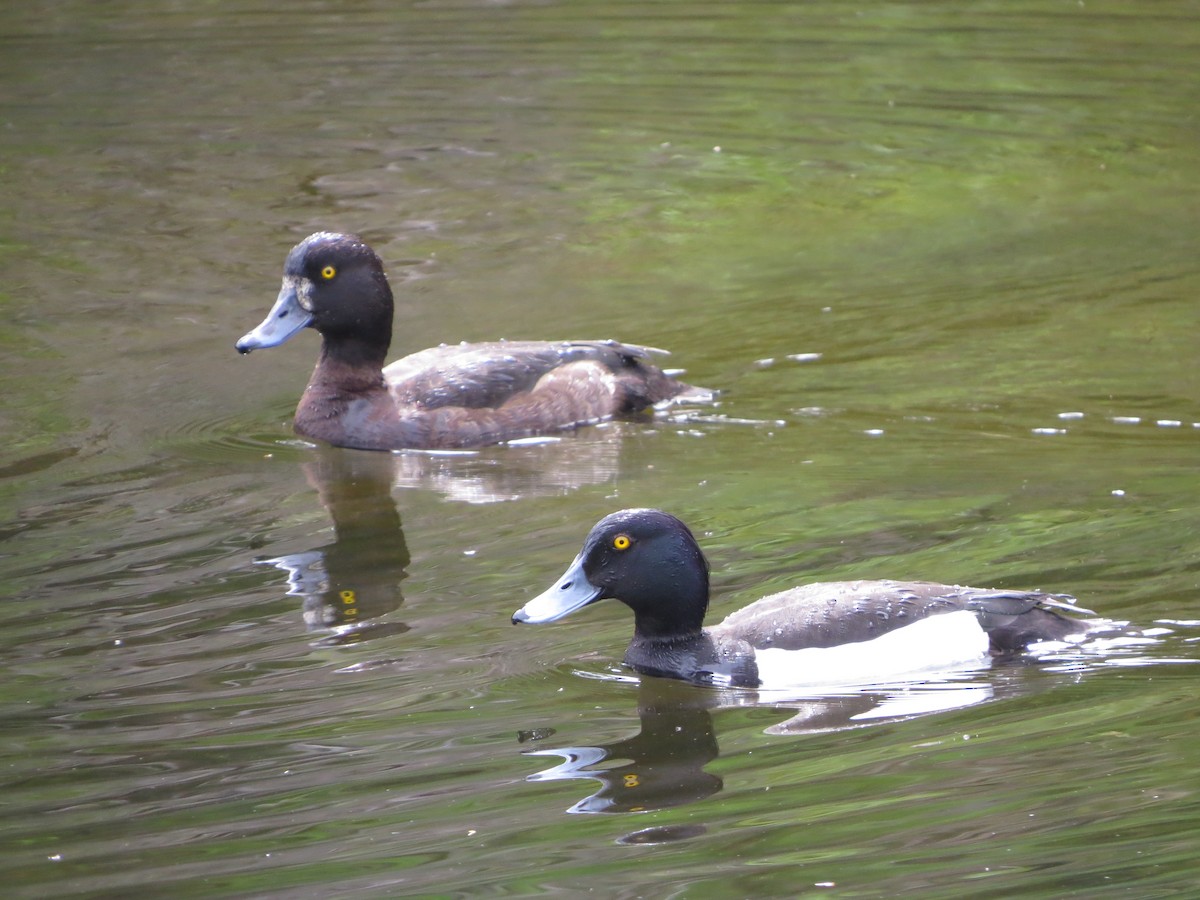 Tufted Duck - ML637191437