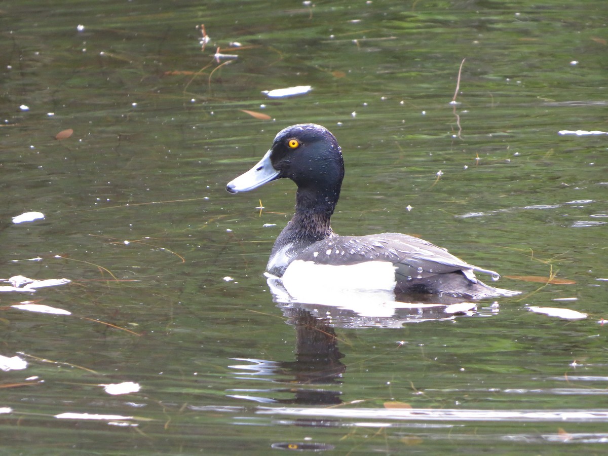 Tufted Duck - ML637191438
