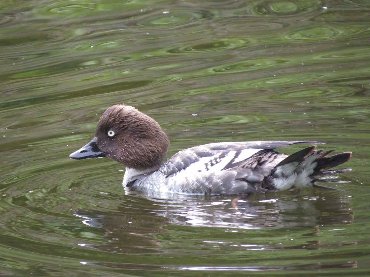 Common Goldeneye - ML637191442