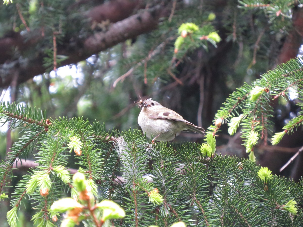 Goldcrest - ML637191449