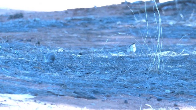 Chestnut-rumped Thornbill - ML637191451