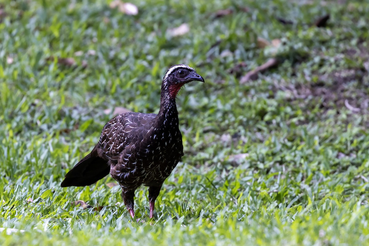 White-browed Guan - ML637191461