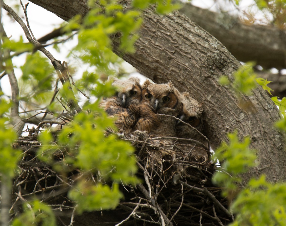 Great Horned Owl - ML63719151