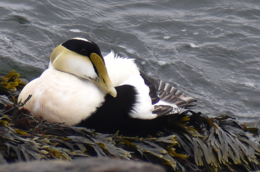 Common Eider - ML637191556