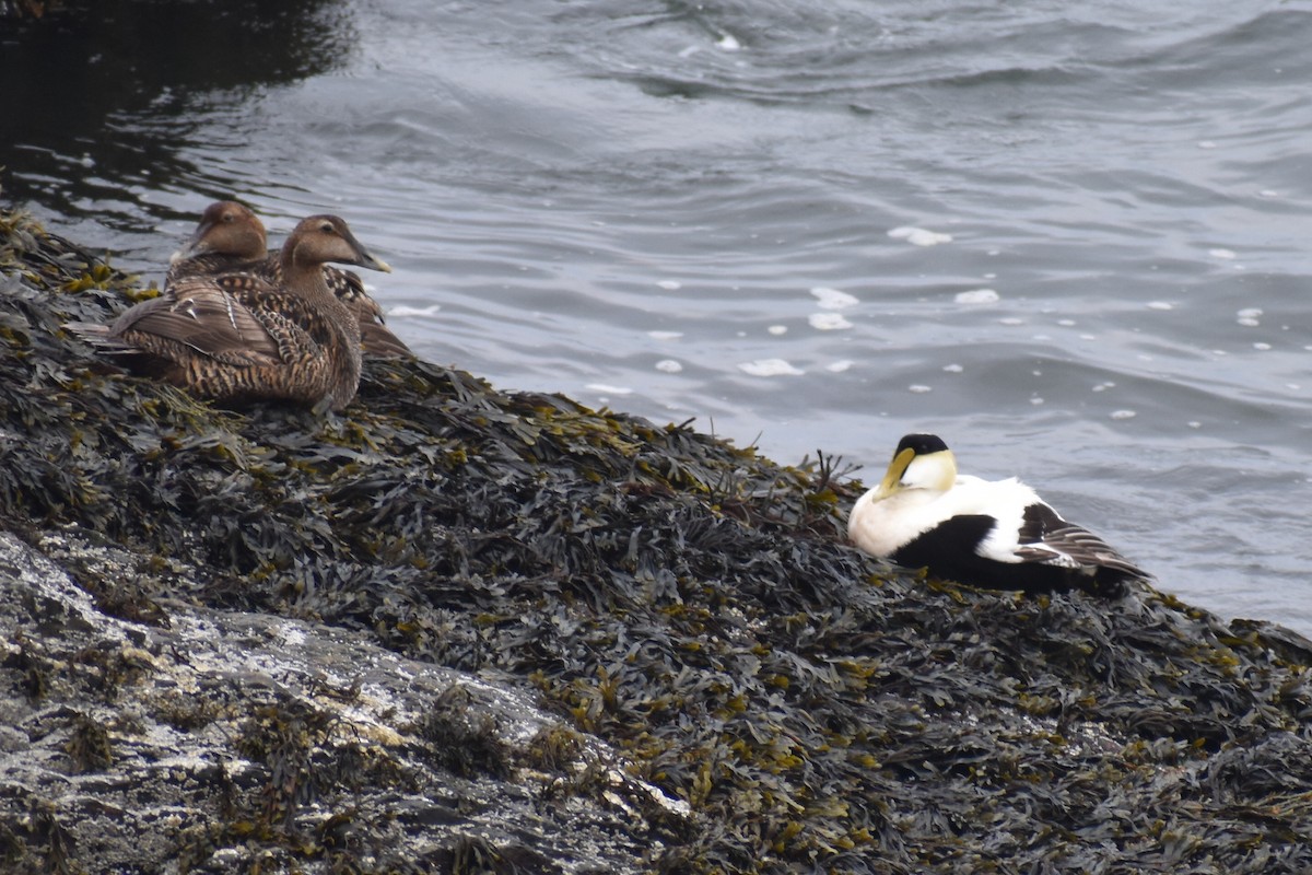 Common Eider - ML637191557
