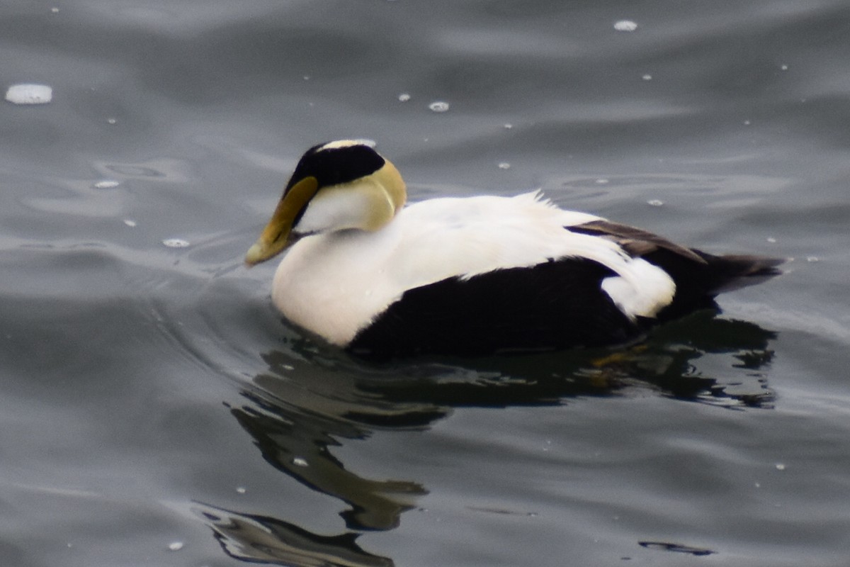 Common Eider - ML637191558