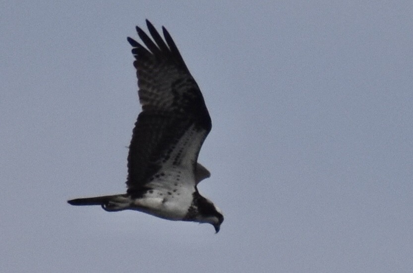 Osprey - ML637191562