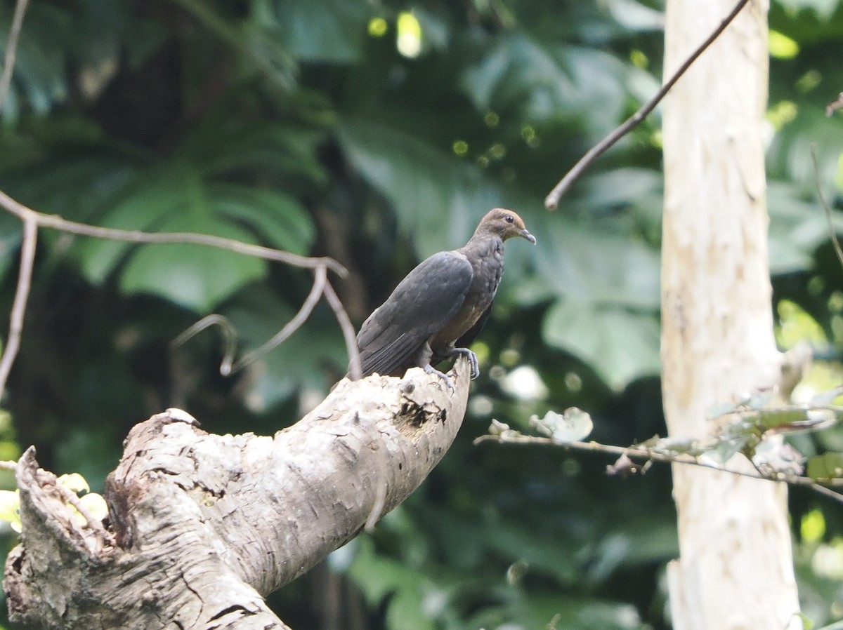 Philippine Cuckoo-Dove - ML637191564