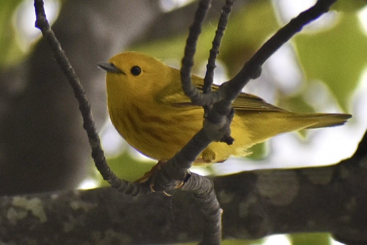 Yellow Warbler - ML637191565